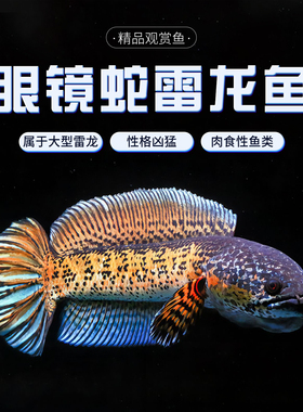 黄金眼镜蛇雷龙鱼凶猛热带鱼淡水鱼苗观赏鱼大型雷龙肉食性观赏鱼