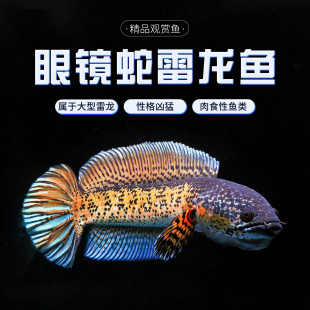 黄金眼镜蛇雷龙鱼凶猛热带鱼淡水鱼苗观赏鱼大型雷龙肉食性观赏鱼