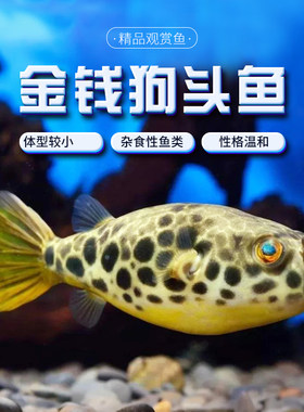金钱狗头鱼热带河豚观赏鱼活体