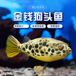 金钱狗头鱼热带河豚观赏鱼斑马木瓜皇冠毛毛狗头鱼肉食性猛鱼活体