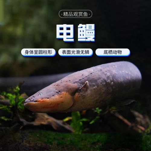 南美大型凶猛鱼发电机