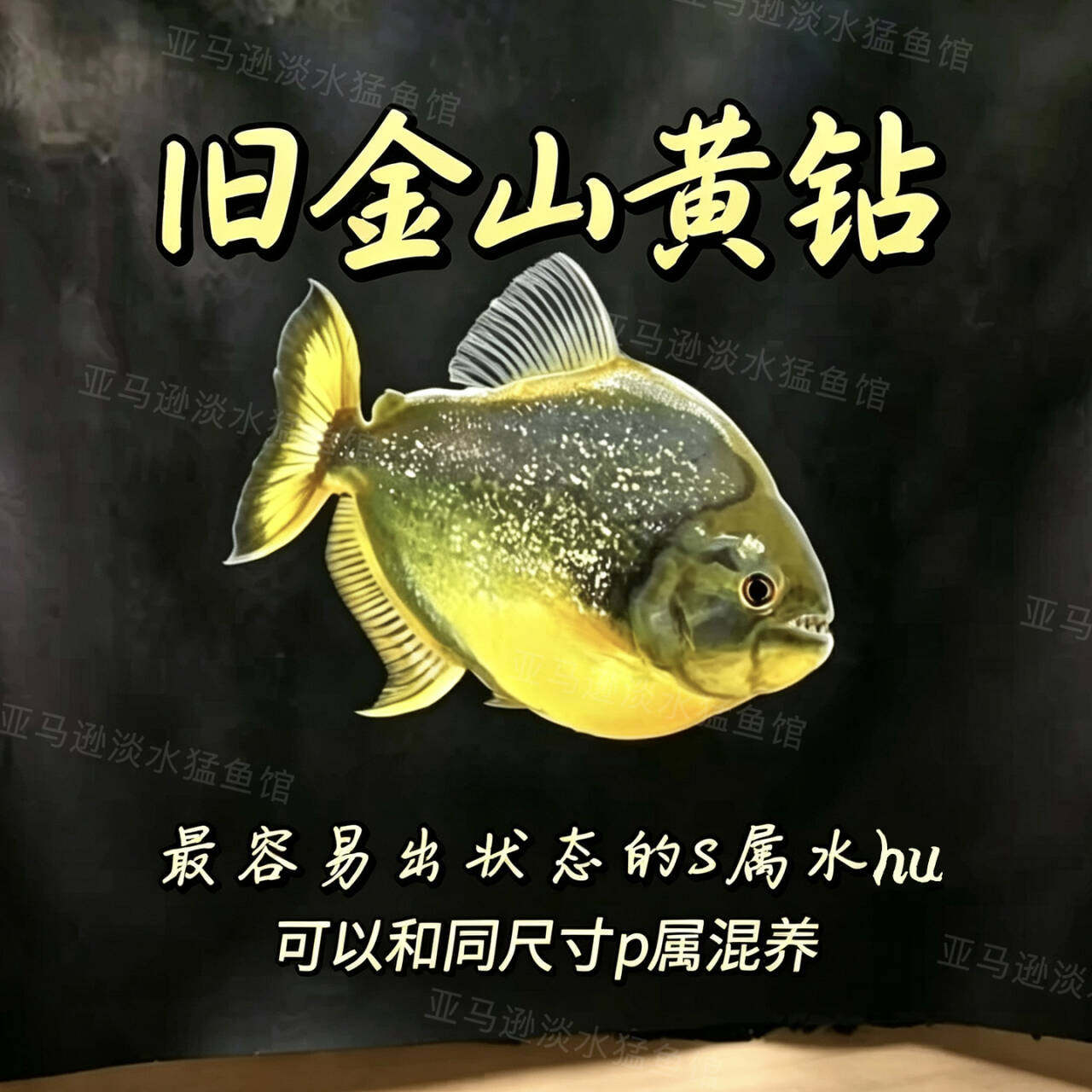 旧金山黄钻热带观赏鱼 S属淡水热带猛鱼秘鲁普黑钻黑红钻武士艾伦