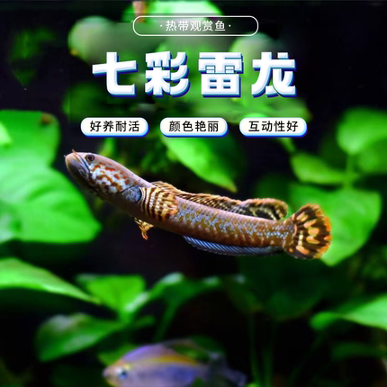 雷龙鱼七彩雷龙鱼巧克力雷龙 小型雷龙包邮包活 肉食性猛鱼热带鱼