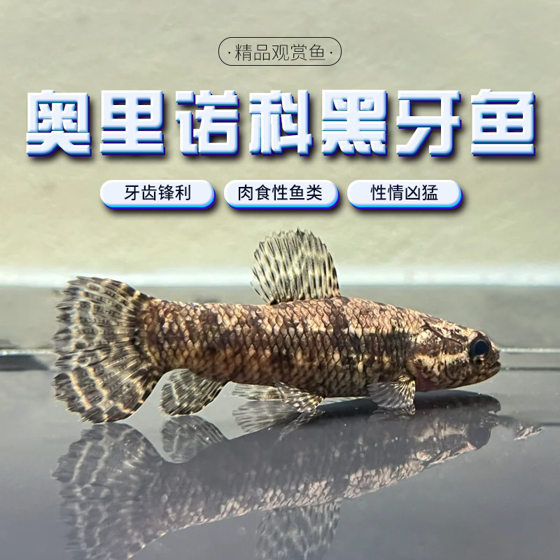 奥里诺科黑牙鱼七彩橙腹彩虹牙鱼