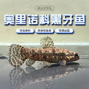 奥里诺科黑牙鱼七彩橙腹彩虹牙鱼南美枯木牙鱼加拉辛肉食性猛鱼活