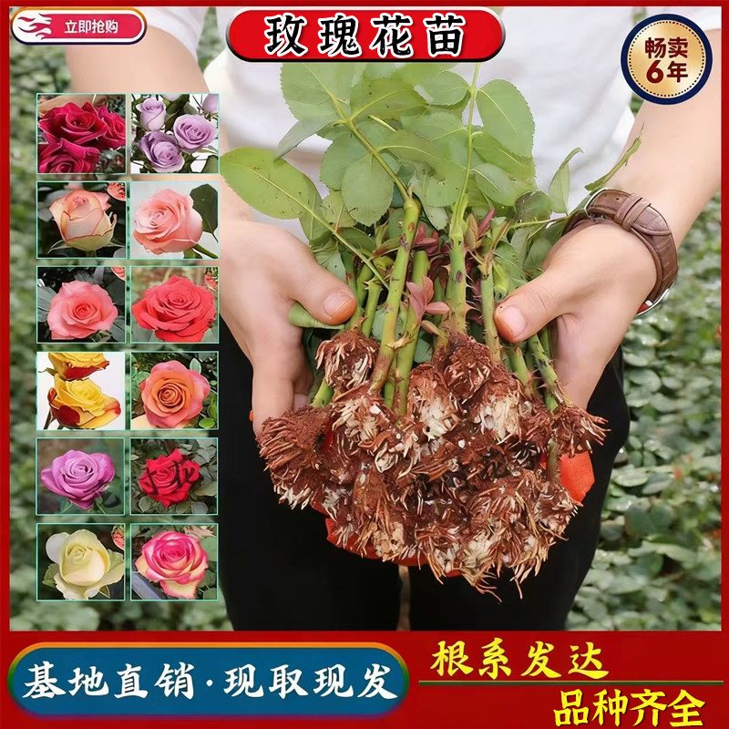 云南可食用玫瑰花苗月季小苗四季花浓香大花阳台庭院观花植物易活