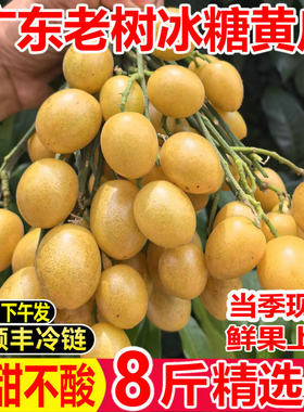 顺丰速达广东黄皮果新鲜大果纯甜