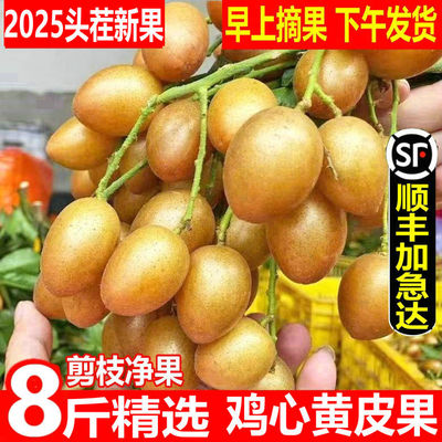 顺丰冷链鸡心黄皮大果新鲜现摘