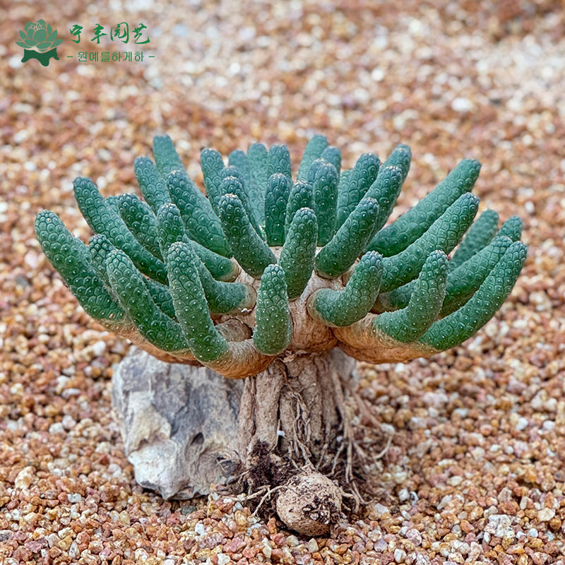 阎魔大戟原产地块根九头龙大戟科