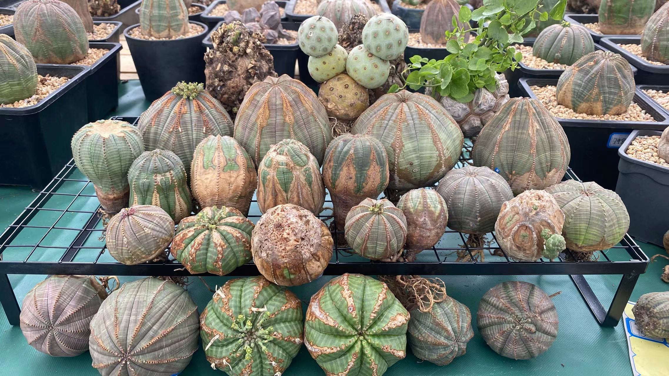 欧系布纹球法利达习志野新鲜到货一物一拍可以挑选