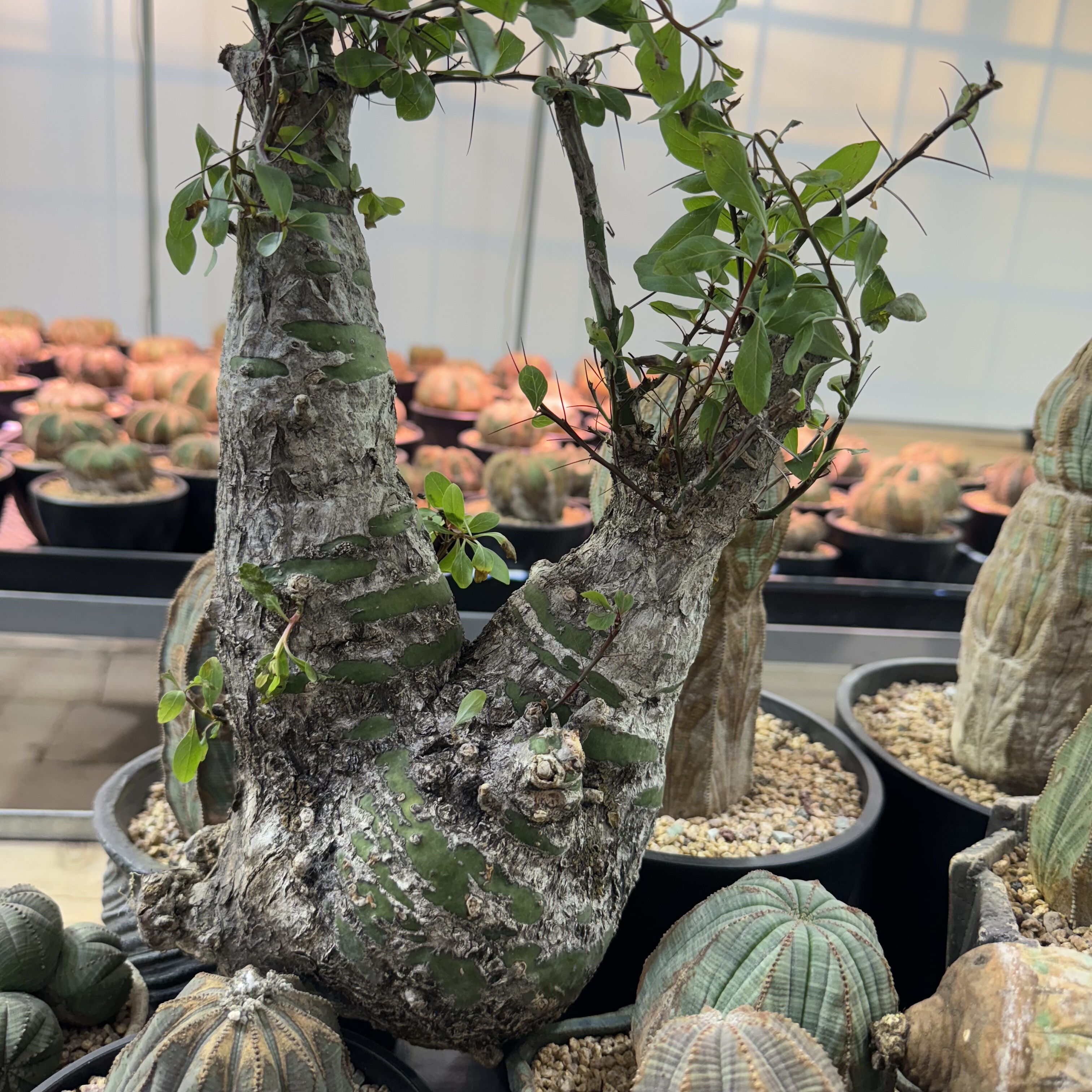 簇生福桂树簇生福桂花原产地块根植物，潮流块根，块根天花板熟桩