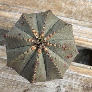 欧系布纹球实生老桩胖圆根系好适合新手入门精品布纹球