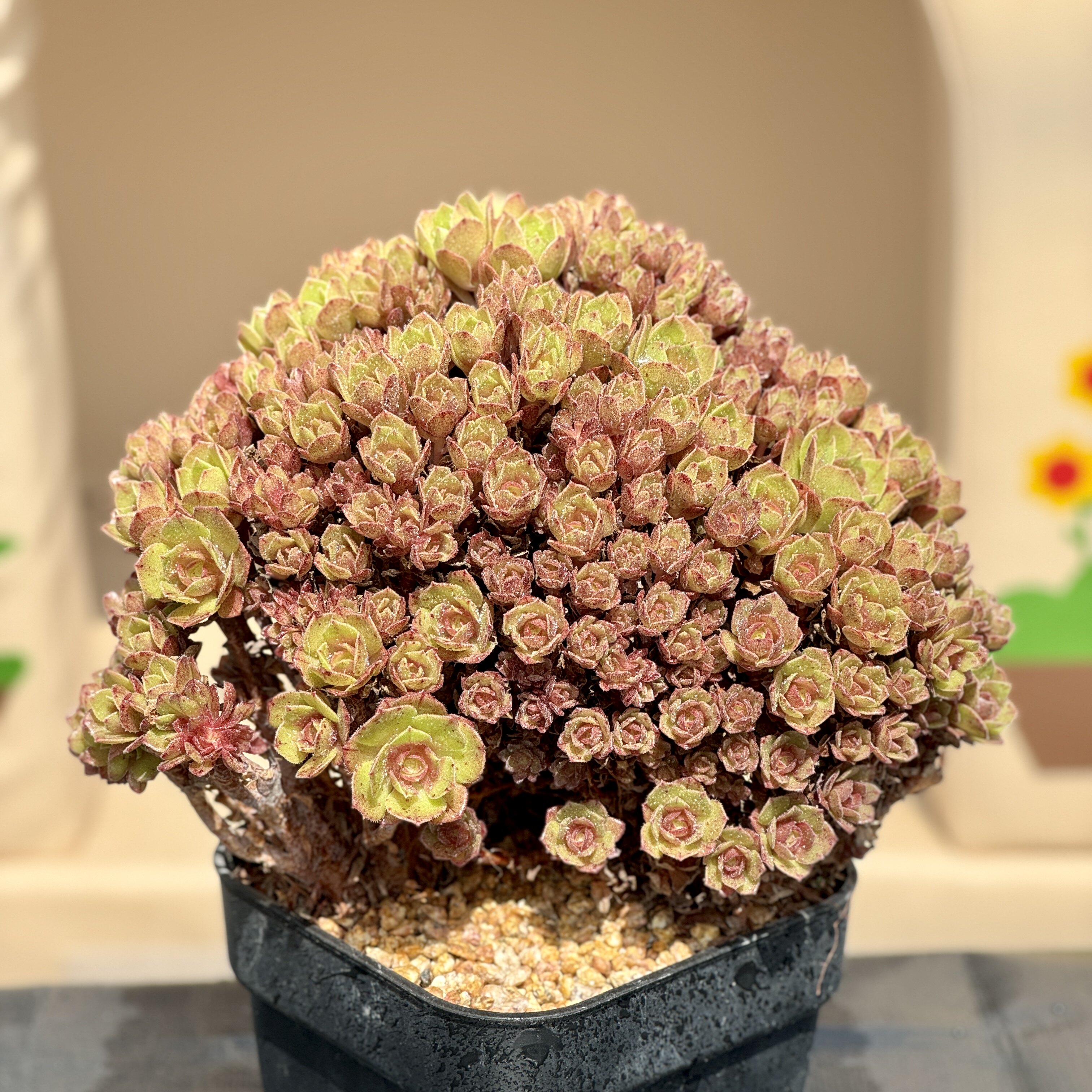 万圣节法师朵朵缀木质化老桩玫瑰法师缀化