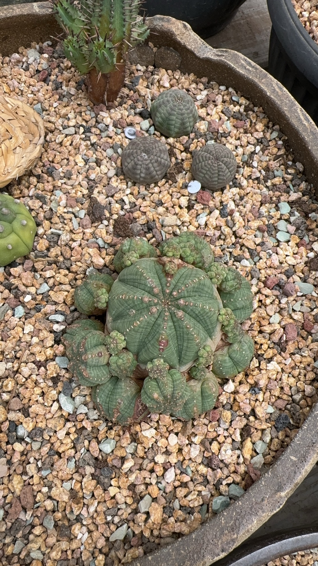 欧系布纹球原产地块根植物潮流块根彩肌布纹球艳肌布纹球一物一拍