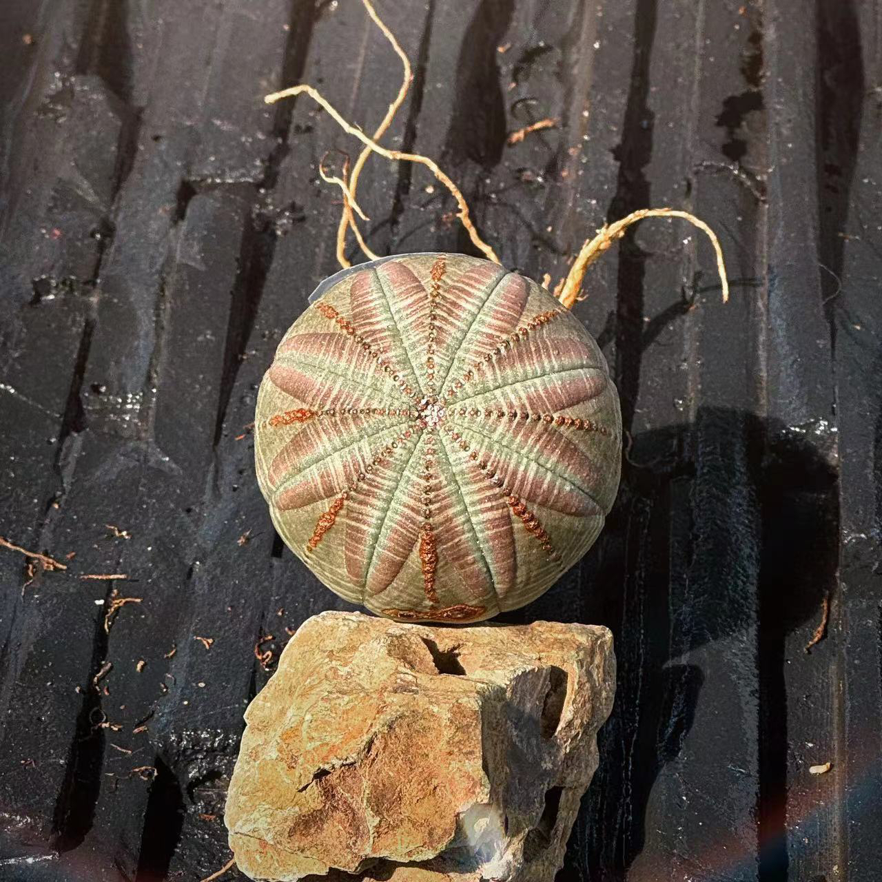 欧系布纹满绣顶花纹路超美。一物一拍可以挑选