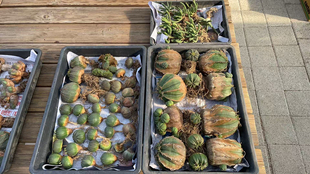 欧系布纹球实生精品老家布纹球新到货潮流块根植物一物一拍大戟科