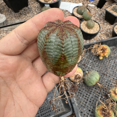 欧系布纹球精品老桩实生老家布纹球一物一拍可以挑选满绣箭头块根