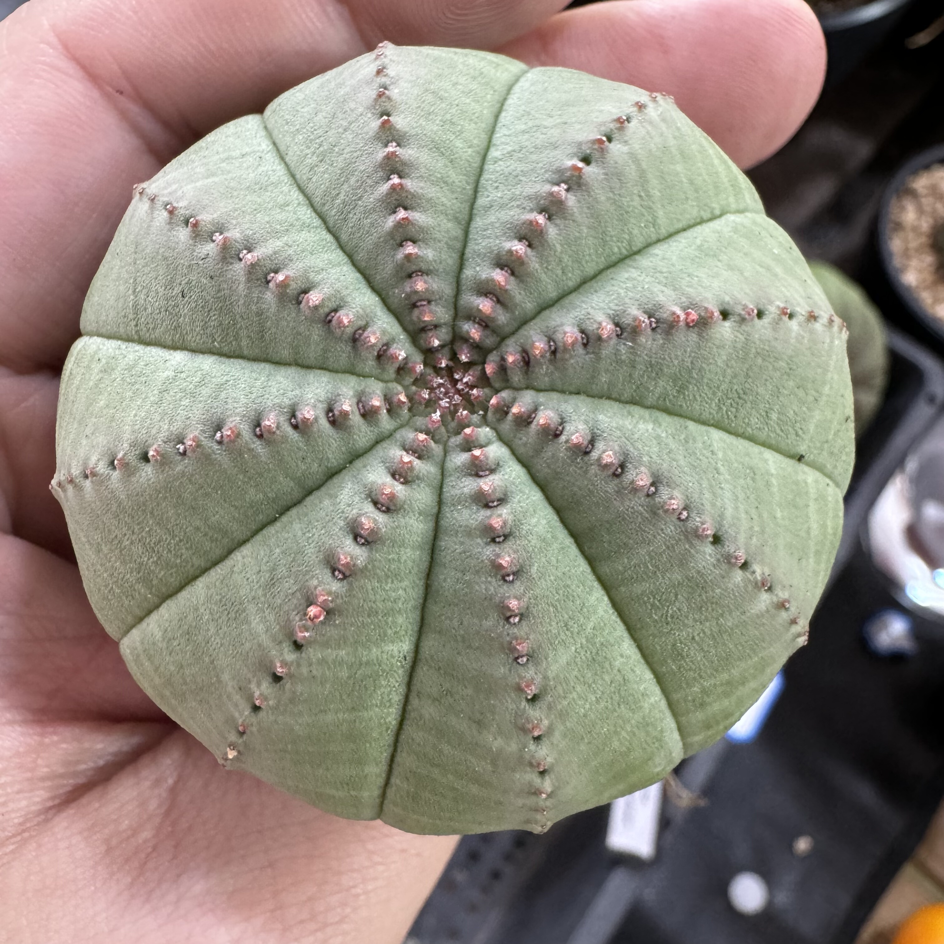 欧系布纹球胖圆体周正老球实生老家布纹球潮流块根植物熟桩满绣球