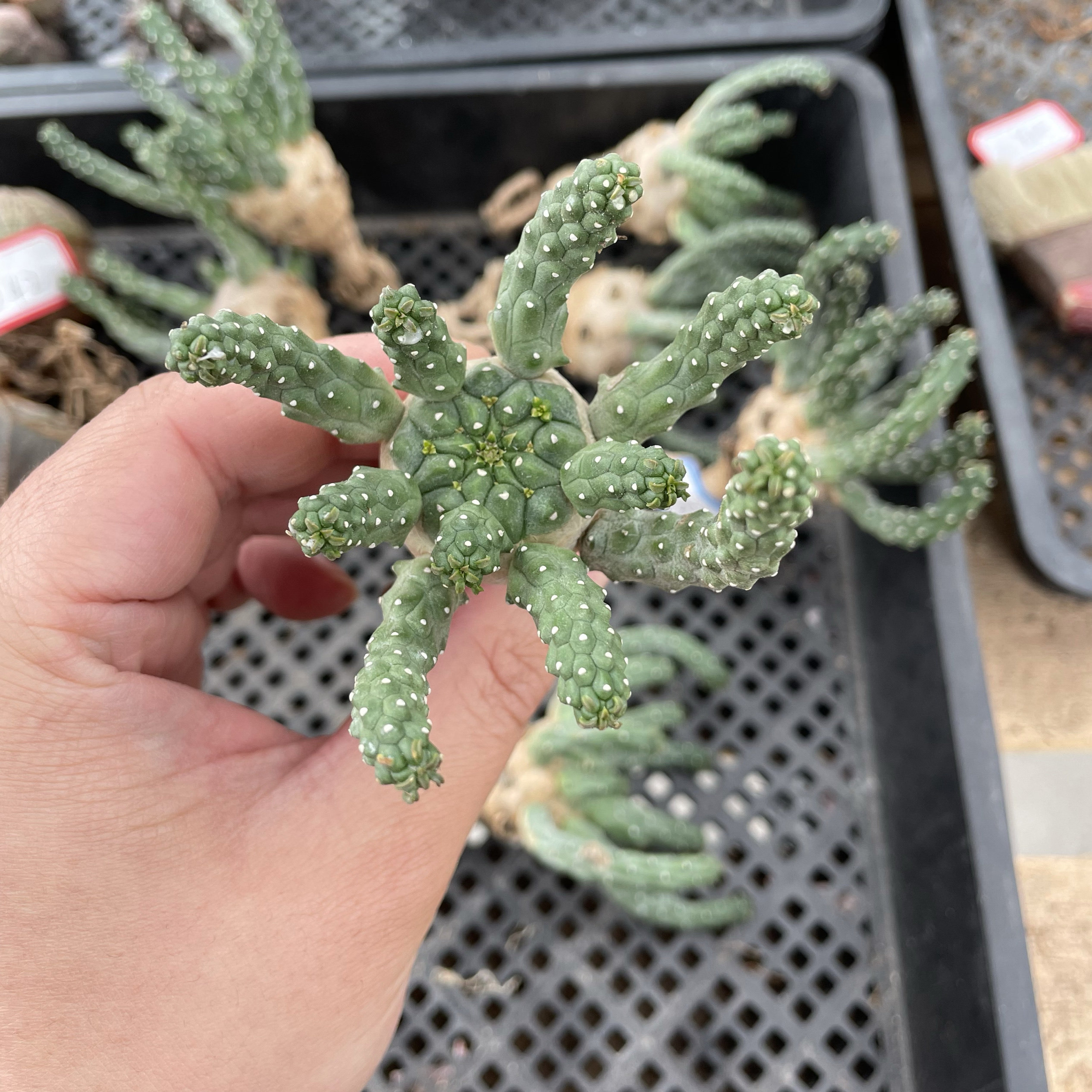 九头龙大戟科美杜莎系列块根植物可以一物一拍挑选,鲜花速递/花卉仿真/绿植园艺,多肉植物,淘宝优惠券,粉丝福利购,淘宝优惠卷