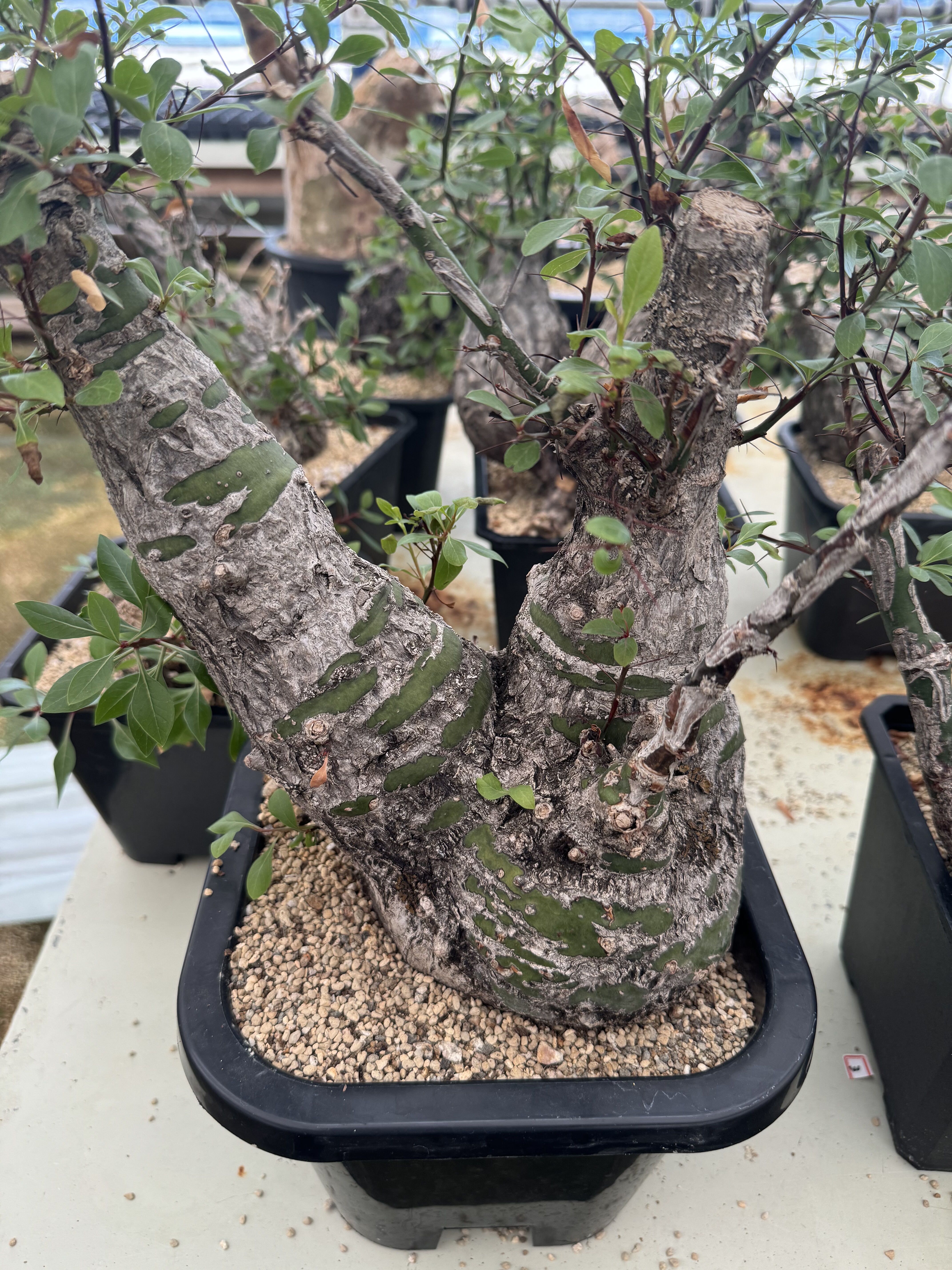 簇生福桂树潮流块根植物簇生福桂花南非野生块根熟桩野生块根植物