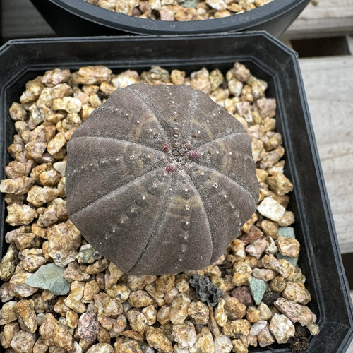 欧系布纹球黑色球体异形球满绣箭头一物一拍直播中可以挑选实生球