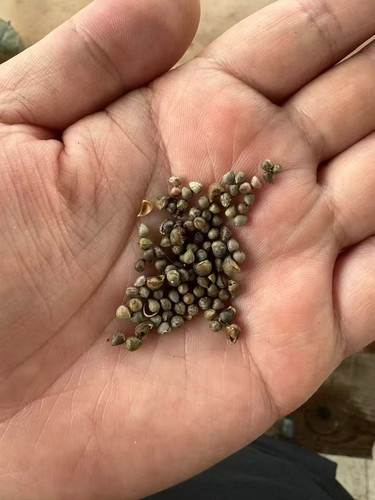 欧系布纹球种子，精品老球基因，满绣款潜力股，30元30粒！