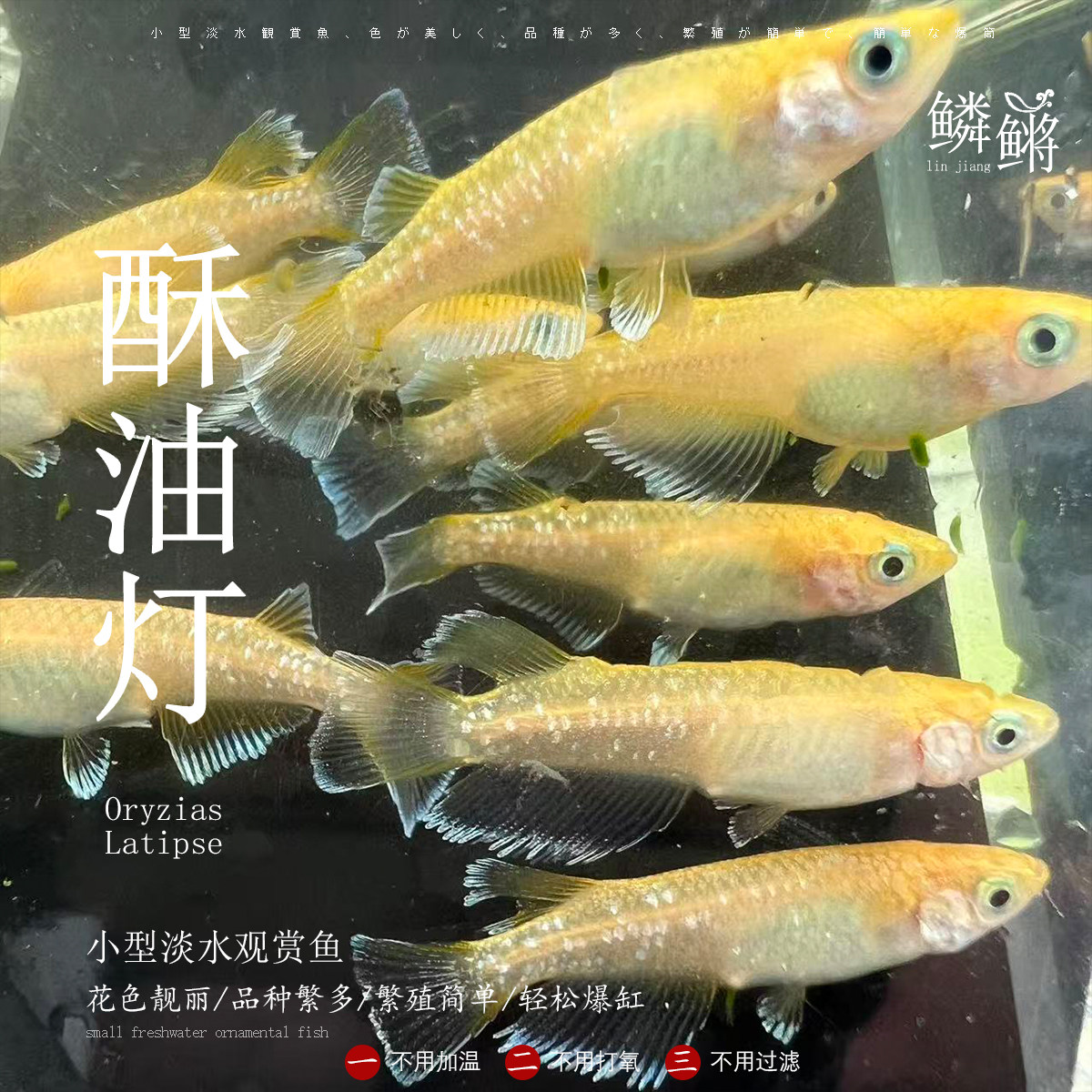 观背青鳉鱼酥油灯青鳉魔法鱼