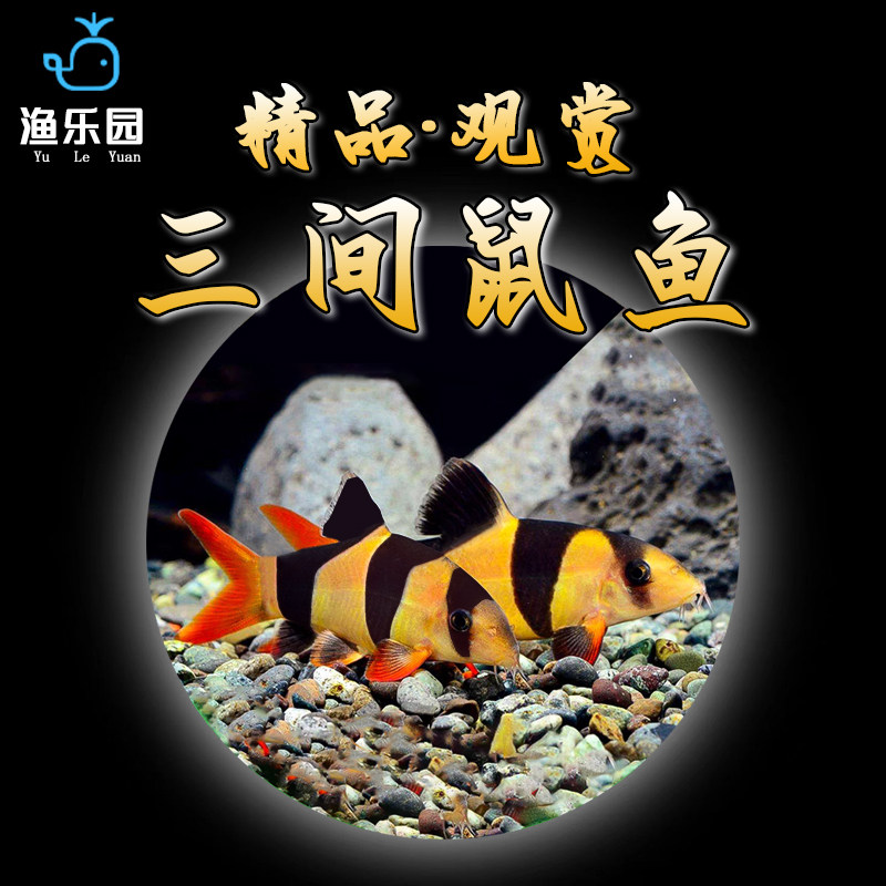 大型三间鼠鱼热带淡水底层清洁垃圾老鼠工具鱼进口三间鼠鱼苗好养