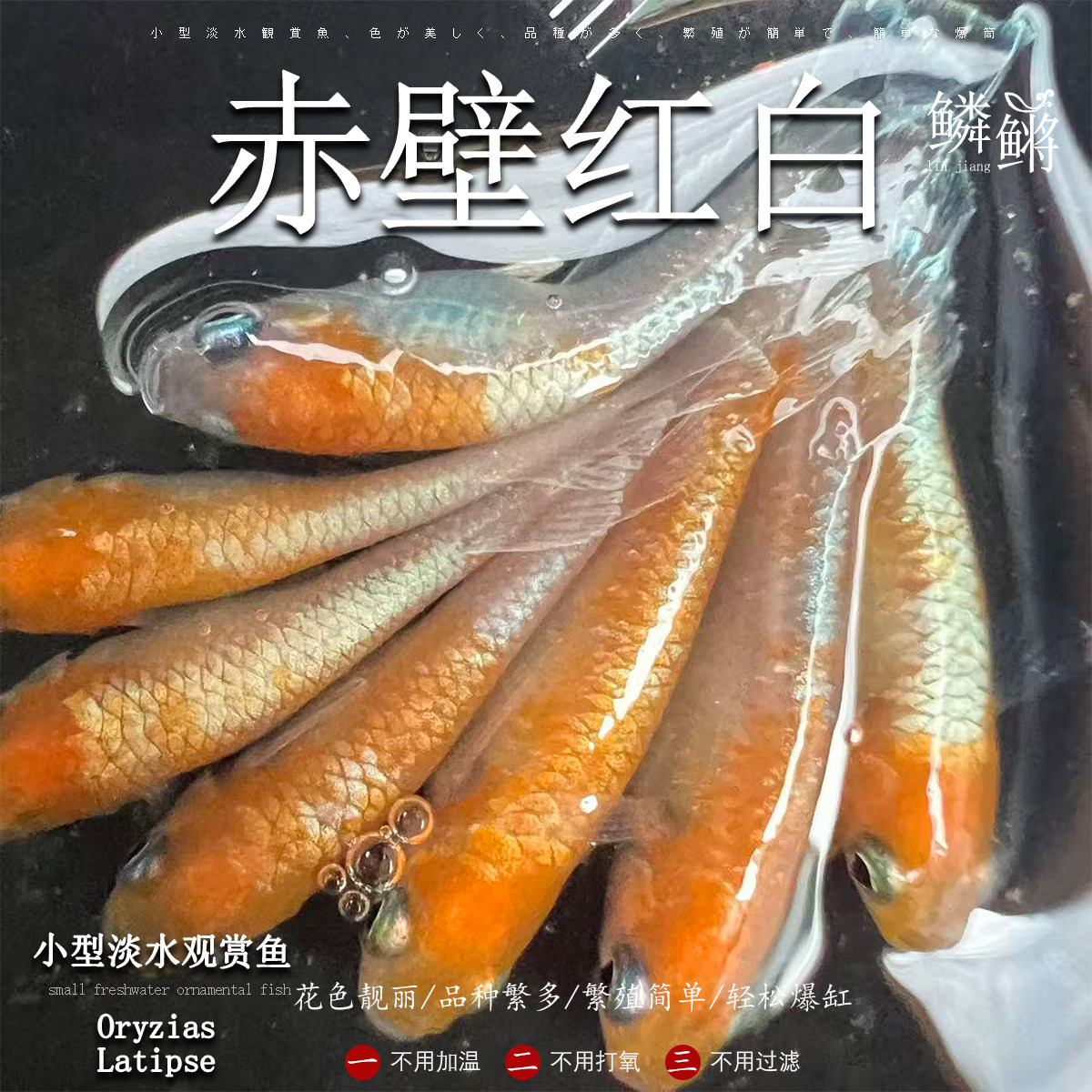 观背青鳉鱼赤壁红白青鳉鱼淡水冷水群游鱼繁殖组好养耐活不打氧