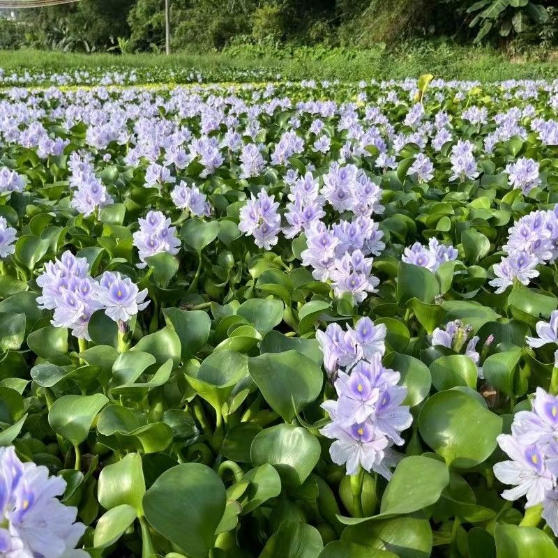 水葫芦浮萍净化养龟水质养鱼芙蓉水草鱼缸水培造景植物养殖水浮莲