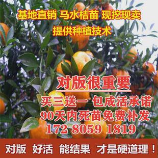 橘子树苗 马水桔树苗 阳春甜桔苗 马水桔子苗 南方种植 当年结果