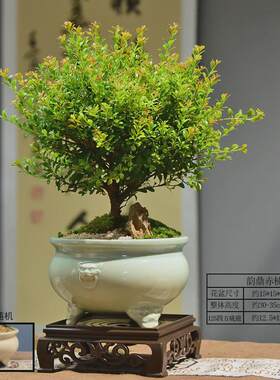 小叶赤楠盆景30-35cm植物四季常青室内家用摆件桌面绿植带盆盆栽