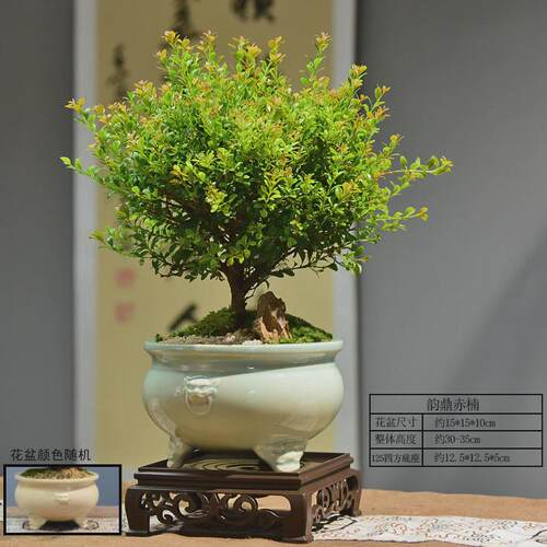 小叶赤楠盆景30-35cm植物四季常青室内家用摆件桌面绿植带盆盆栽