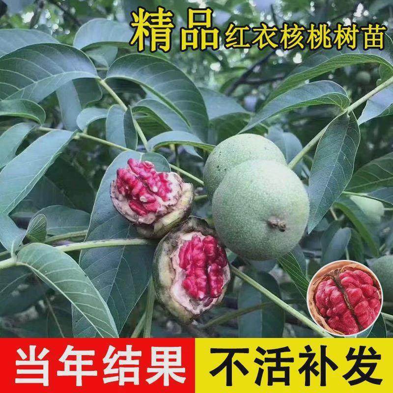 紫衣核桃树苗红衣薄壳紫京纸皮核桃苗北南方庭院种植当年结果树苗