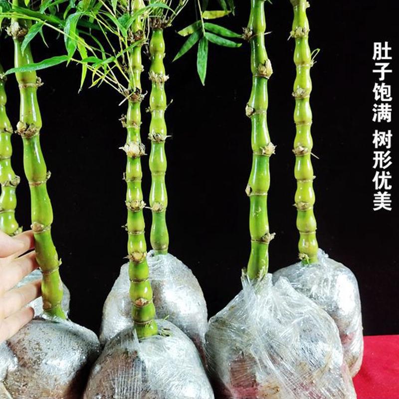 佛肚竹盆栽罗汉竹绿植庭院四季室内外葫芦竹观赏竹竹子植物好养活