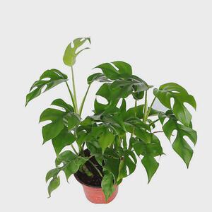 姬龟背飞来凤圆叶仙洞龟背竹绿植盆栽耐阴爬藤植物室内水培