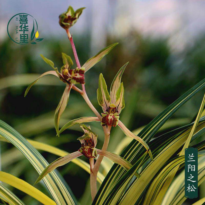 喜花里兰苗墨兰铭品中透线艺名贵兰草兰阳之松好养室内绿植花卉