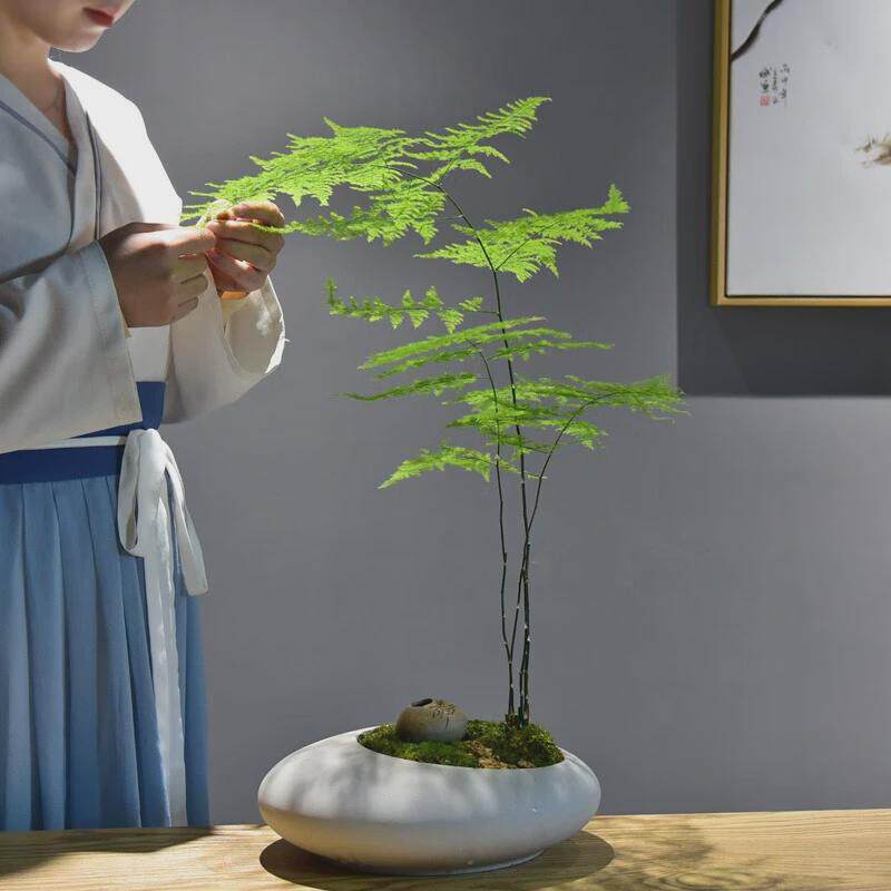 文竹盆栽室内禅意绿植山水苔藓植物微景观办公室茶室四季盆景