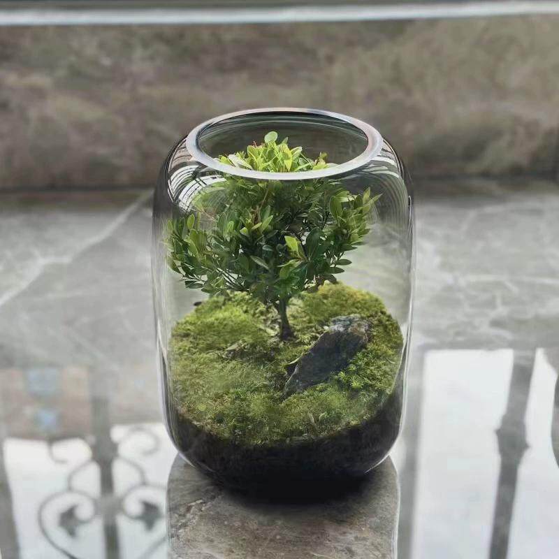 生命之树微景观玻璃瓶苔藓多肉植物绿植造景桌面创意摆件花瓶批发