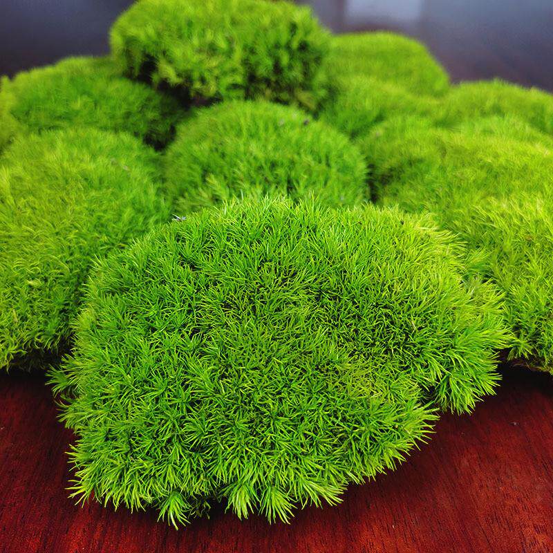 永生苔藓植物墙白发藓块青苔苔藓青苔墙干花背景墙真鹿蕊藓干苔藓