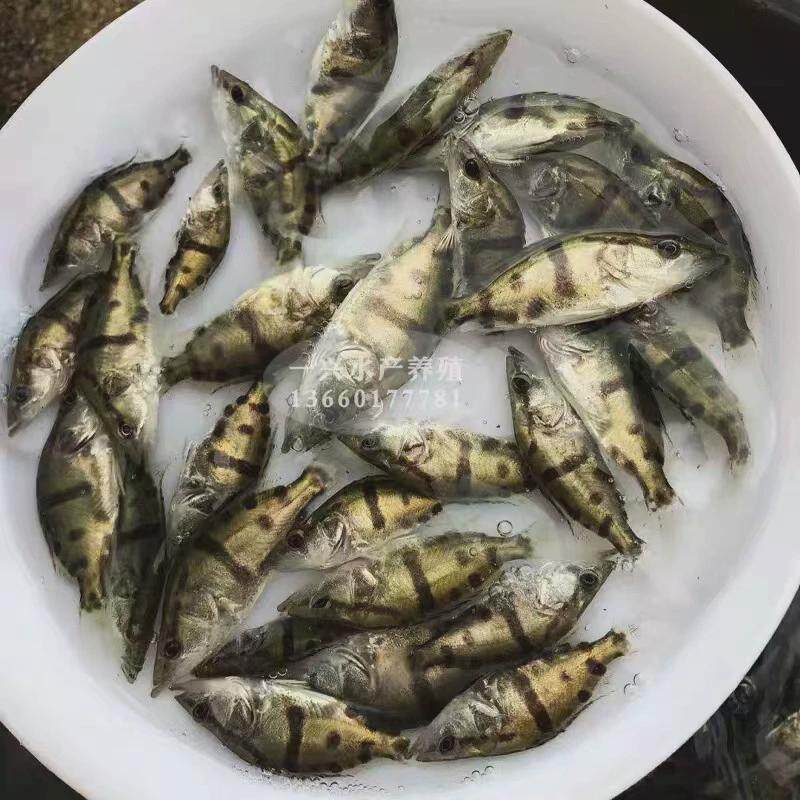 优质桂花鱼苗鳜鱼苗桂鱼苗淡水养殖翘嘴格大规鳜鱼路亚贵鱼包活