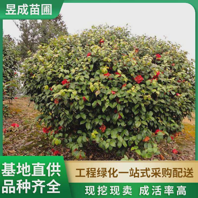 茶花球园林绿化庭院红色花卉茶花球工 程景观茶苗圃灌木植物花树