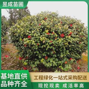 茶花球园林绿化庭院红色花卉茶花球工 程景观植物苗圃灌木茶花树