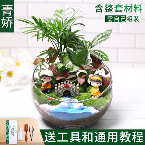 18切儿童种植小盆栽diy鲜活微景观苔藓植物材料包生态瓶创意套装