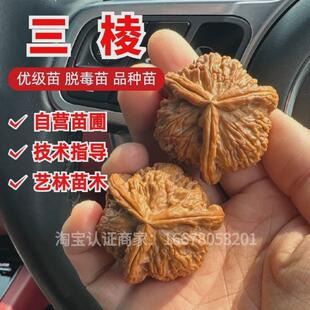 大三棱文玩核桃树苗正奔灯笼大粗筋核桃苗盆栽地栽南北方当年结果