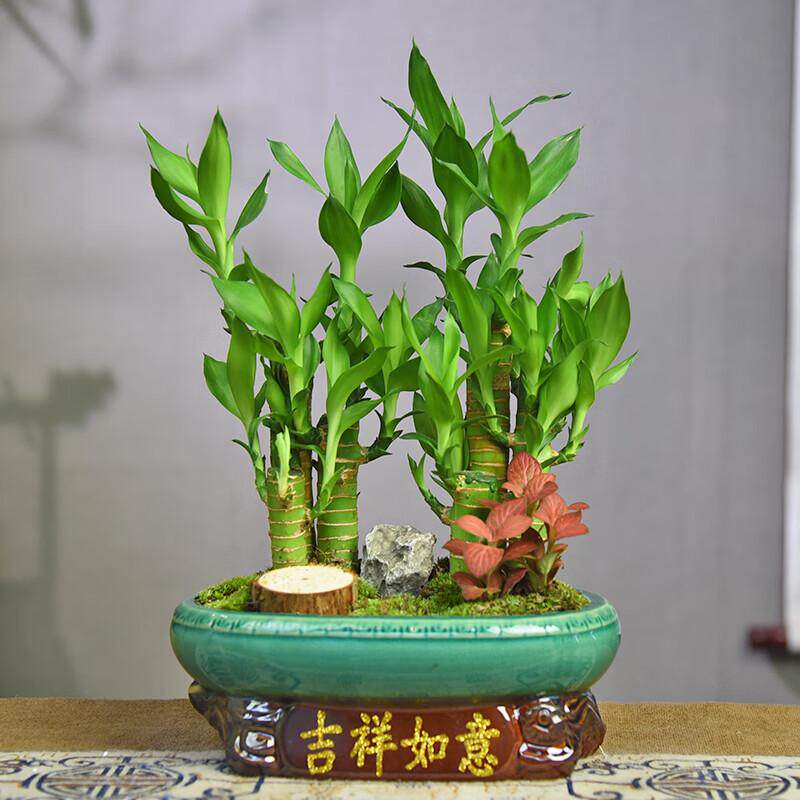 富贵竹盆栽绿植文竹茶几桌面赤楠小盆景紫砂美观植物摆件四季常青
