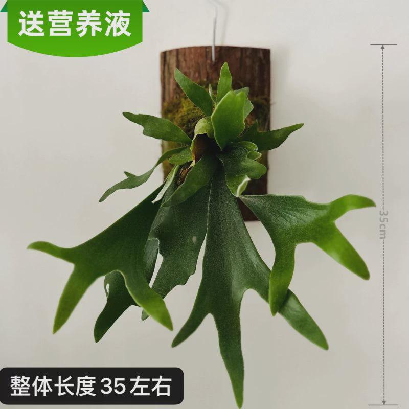 蕨板植二岐植物鹿角蕨类悬挂观叶植物鹿角蕨垂吊植物懒人苔藓挂板