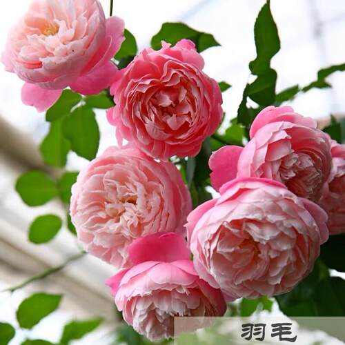 月季特大花浓香果汁庭院阳台花卉植物盆栽蔷薇四季玫瑰花期带花苞