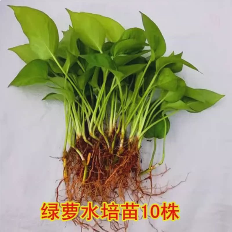 绿萝散苗不含盆 水培植物不带盆水养小盆栽室内桌面懒人式