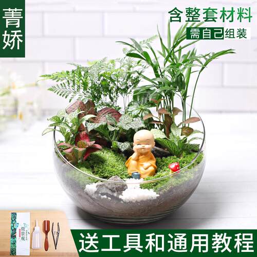 20c苔藓diy场生态瓶绿植物种植材料包切组合套装暖微景观活动大号